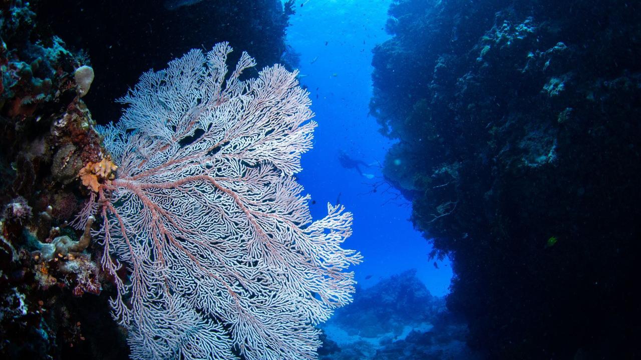 Gallery: Pictures reveal Milln Reef as one of best sites of Great ...