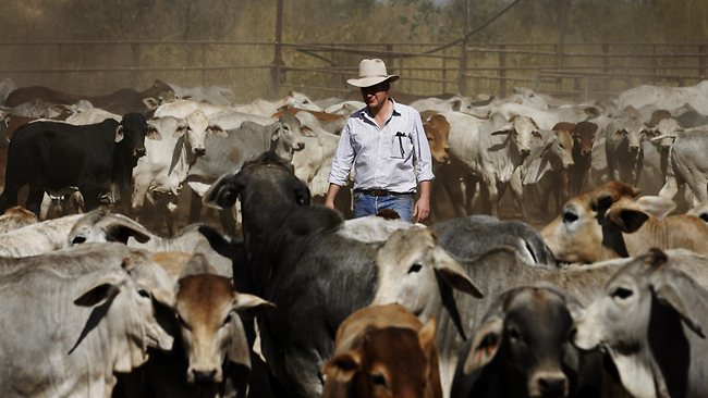 Farmer Shoots Cattle As A Result Of Live Export Ban, Says Chamber Of ...