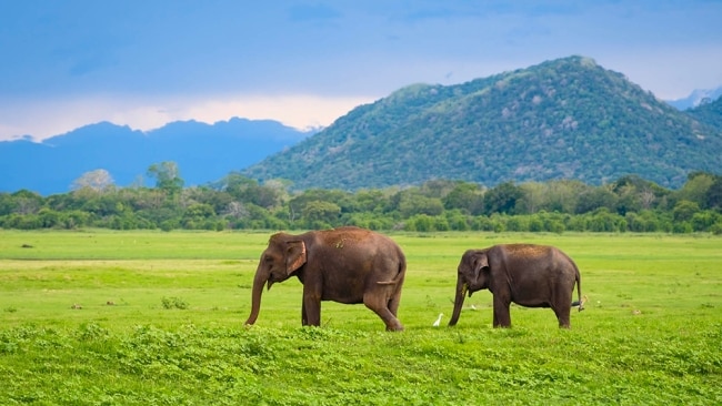 Get up close to the wildlife in Sri Lanka.