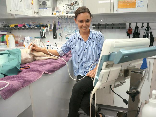 Brisbane veterinarian Kate Bruce at work. She said canine and feline coronavirus was a separate strain to COVID-19 and pet owners should not worry. Picture: Kate Bruce