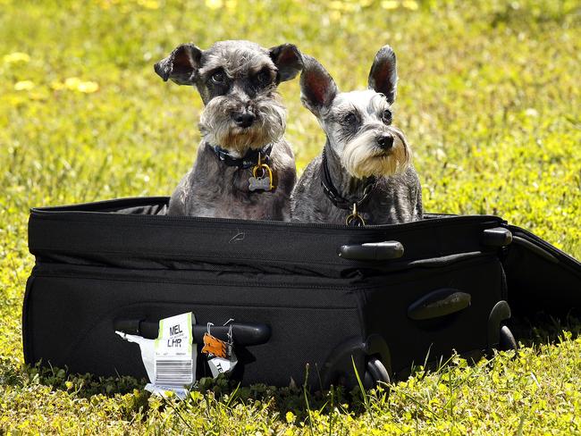 Miniature schnauzers Tucket (left) and Pippa have clocked up over 150000 air klms by making eight round trips between Boston and Melbourne.