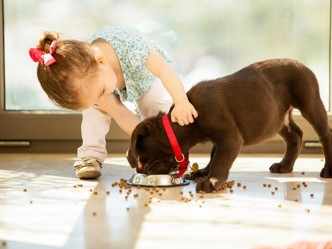 Beautiful little girl watching her puppy eat in the living room