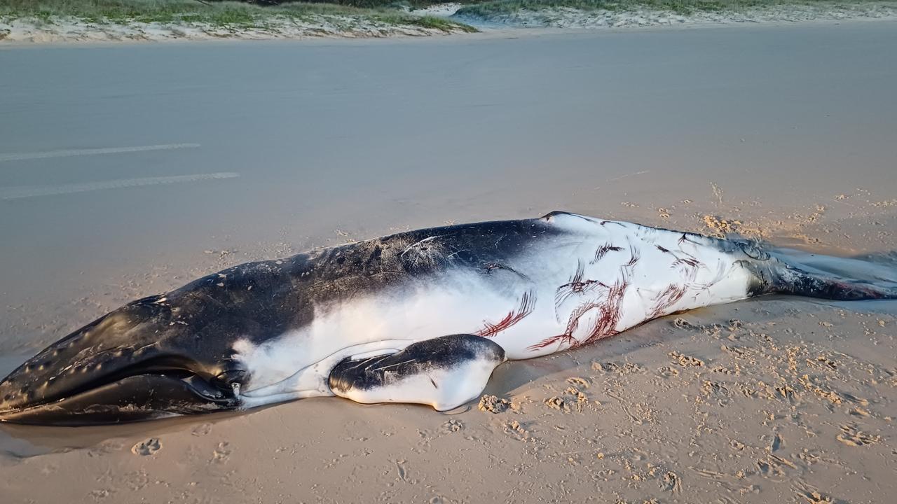 Rangers warn people to stay away from whale carcasses on the island.