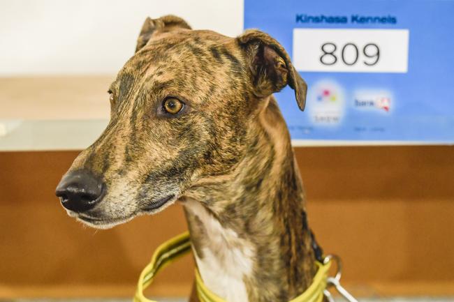 At the Royal Adelaide Show dogs area. Picture: Roy VanDerVegt