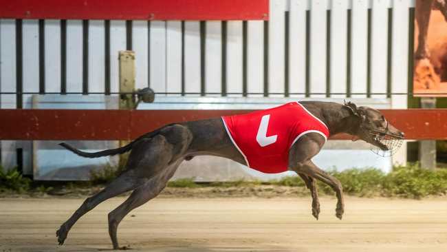 Dogs show early speed | Daily Telegraph