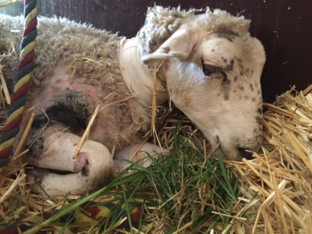 Seven-month-old sheep Evan died while a vet was treating him. He had been purchased off Gumtree by a good Samaritan who took him straight to a vet. His former owner was prosecuted by the RSPCA. Picture: RSPCA.