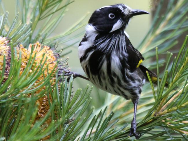 The New Holland honeyeater is a popular garden bird.