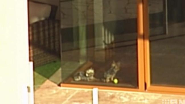 Johnny Depp and Amber Heard's dogs Boo and Pistol in the window at Mick Doohan's house. Photo: Nine News