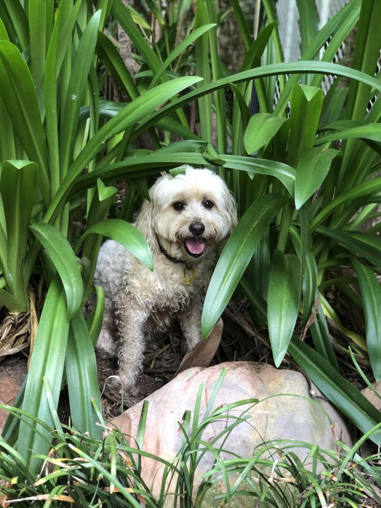 American Arliss Ryan said Koda, the 13-year-old Maltese poodle she was pet-sitting in Jingili, Darwin, predicted the coming earthquake on Thursday December 30, 2021. Picture: Contributed