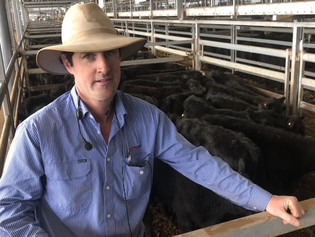 Justin Keane from Corcoran Parker at Wodonga with the run of Fairyknowe Farm Angus steers that sold up to 670c/kg at the Wodonga store sale today. Picture: Fiona Myers