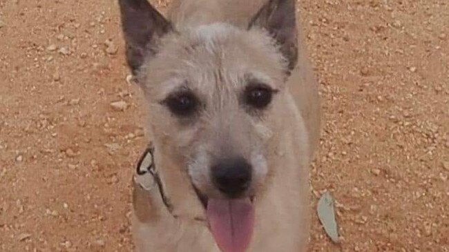 Milo was found near Melbourne Airport after a team of people led by animal rescuer Nigel Williamson laid scents and food traps to try and catch the dog.