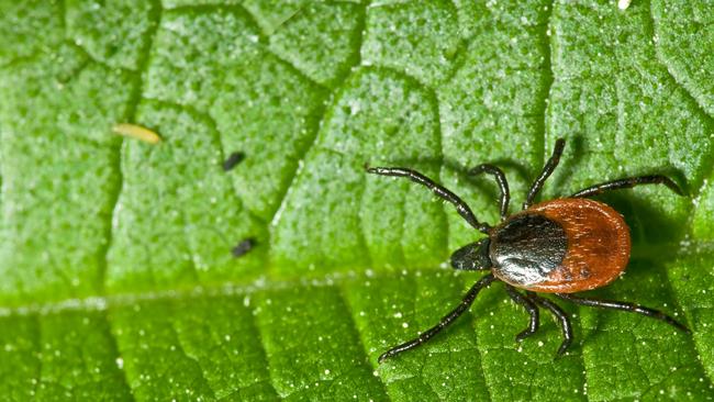 Pictured: An adult female tick.