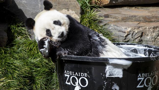 Wang Wang cooling off in the cold bath at The Adelaide Zoo. Picture: Brett Hartwig