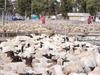 Mutton hits another price peak