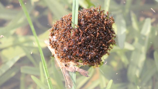 Imported red fire ants swarming. Picture: Council Invasive Species.