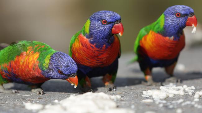 Wild rainbow lorikeets go nuts over nectar mixture. Picture: Timothy Clapin