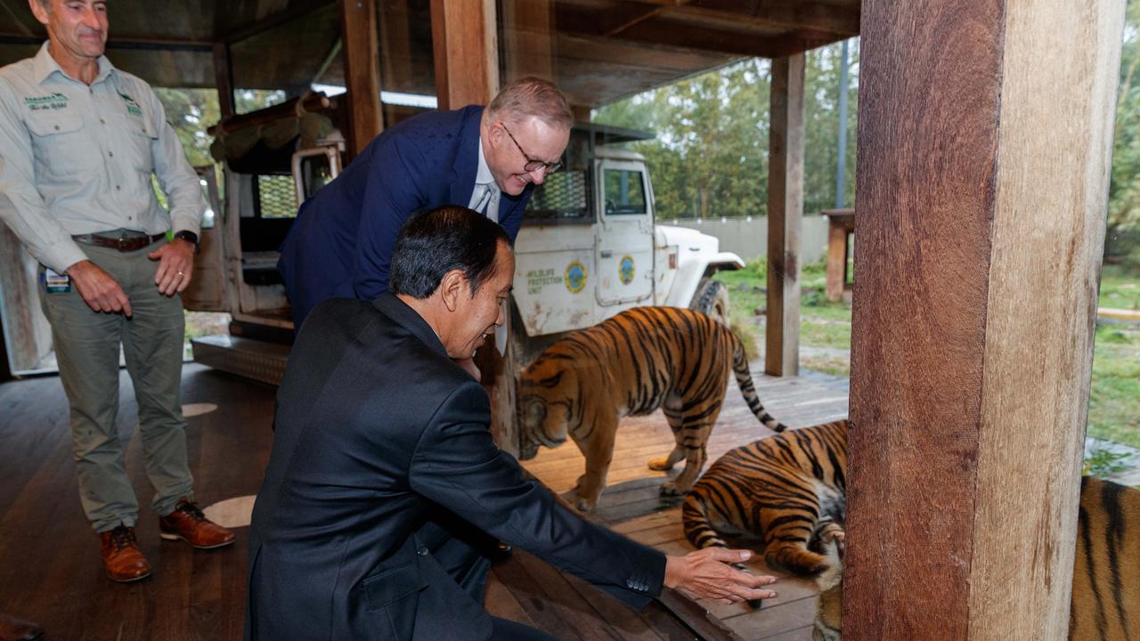 Indonesian President Joko Widodo toured the Sumatran tiger exhibit at Taronga Zoo with Australian Prime Minister Anthony Albanese. Picture: NCA NewsWire / David Swift