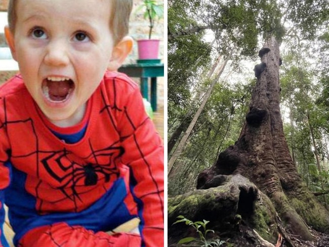 William Tyrrell, the 'Bird Tree'