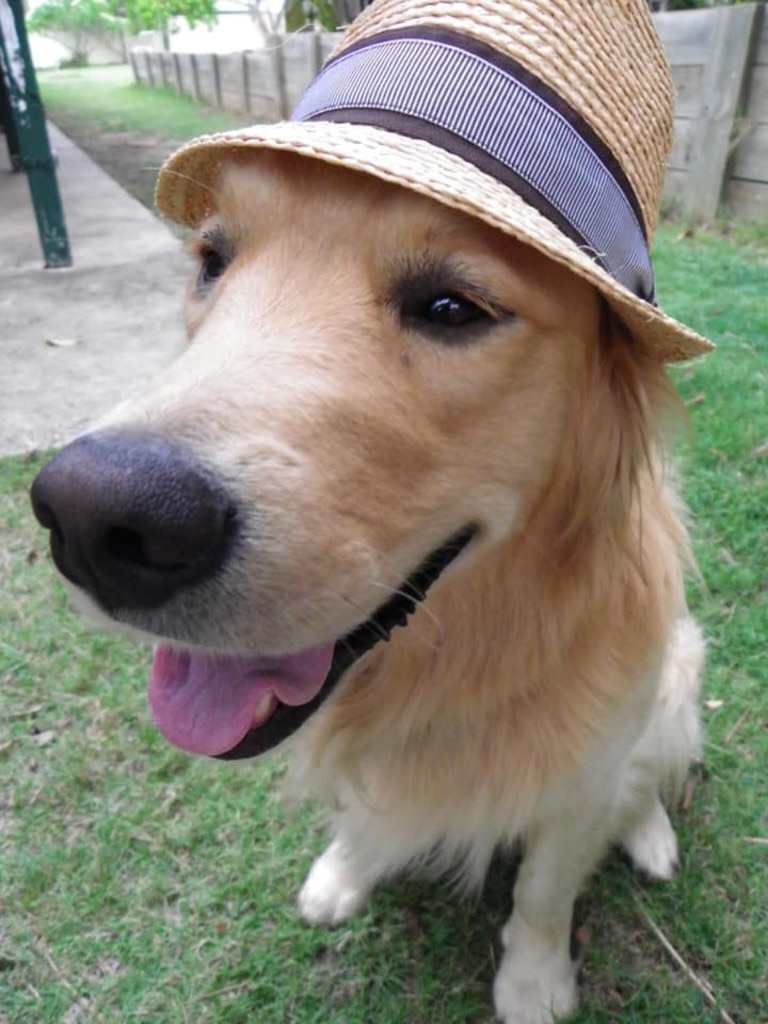 Puppies store in hats