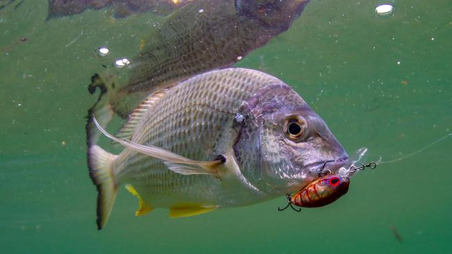 Al McGlashan explains why lure fishing for bream and snapper is