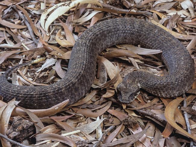 A common death adder snake.