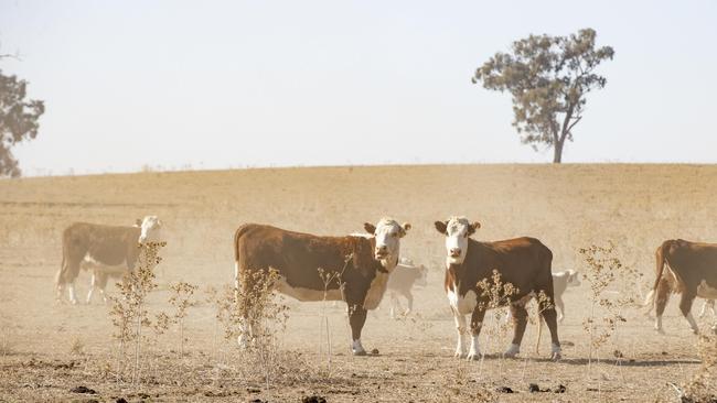 Dry conditions at Howlong. Picture: Zoe Phillips