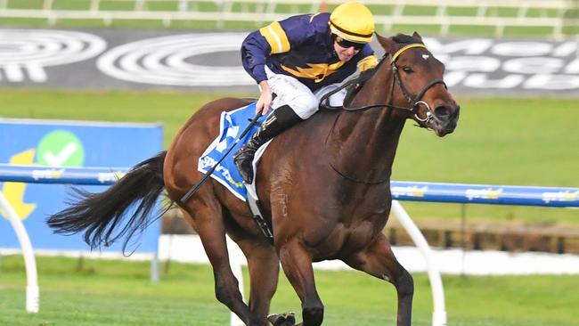 Oak Hill in full flight at Sandown. Picture: Pat Scala/Racing Photos via Getty Images