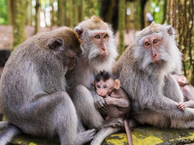 ESCAPE:  Macaque monkeys with cubs at Monkey Forest, Bali, Indonesia  Picture: Istock