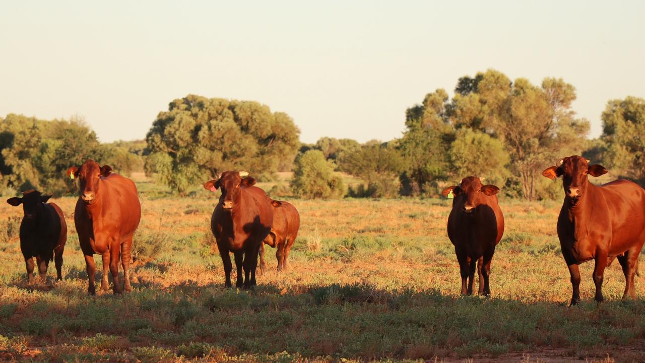 Cattle at Innamincka station, in SA’s Far North.