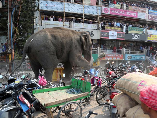 AFP PICTURES OF THE YEAR 2016 Indian bystanders watch as a wild elephant with a tranquillizer dart in its back side walks along a street in Siliguri on February 10, 2016. The adult male elephant was tranquilised and captured by wildlife officials and transported to a nearby forest. Photo: Diptendu DUTTA / AFP PHOTO / DIPTENDU DUTTA