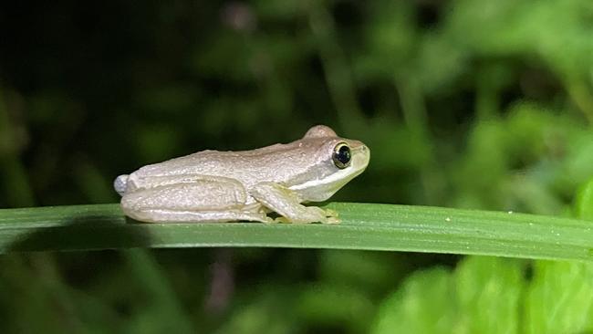 The brown tree frog is native to the Wayut Creek area. Picture: Melbourne Water