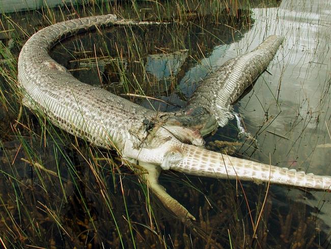 Epic fail ... Carcass of 1.8m alligator protruding from ruptured mid-section of 4m Burmese Python in Everglades National Park in Florida in 2005. 