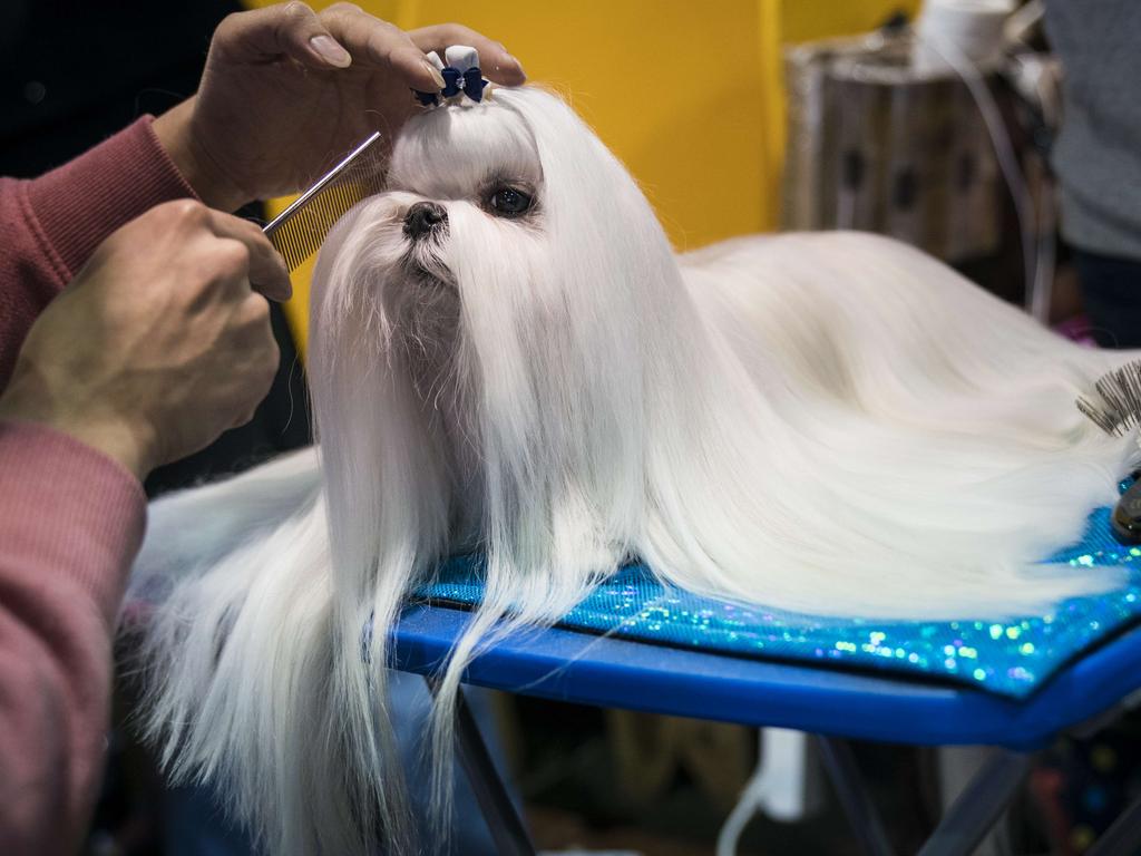 Robin the Maltese gets groomed backstage at the 142nd Westminster Kennel Club Dog Show at The Piers on February 12, 2018 in New York City. The show is scheduled to see 2,882 dogs from all 50 states take part in this year’s competition. Picture: Getty Images