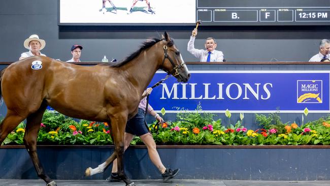 Lot 8 sold for $600k at day 1 of the Magic Millions sales. Picture by Luke Marsden.