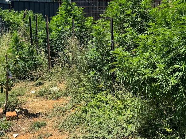 22 cannabis plants were allegedly found at a home in Garema. Picture: NSW Police Media