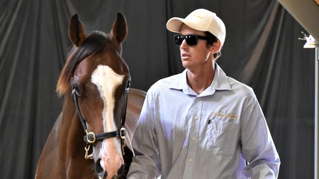 Lot 45 a colt by Puissance de Lune sold for $85,000 at Monday's Tasmanian Magic Millions Yearling sale. Picture: Peter Staples