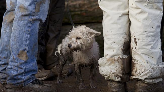 This, however, is a real dog. 