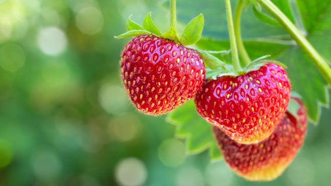 Strawberries are believed to be good for brain health.