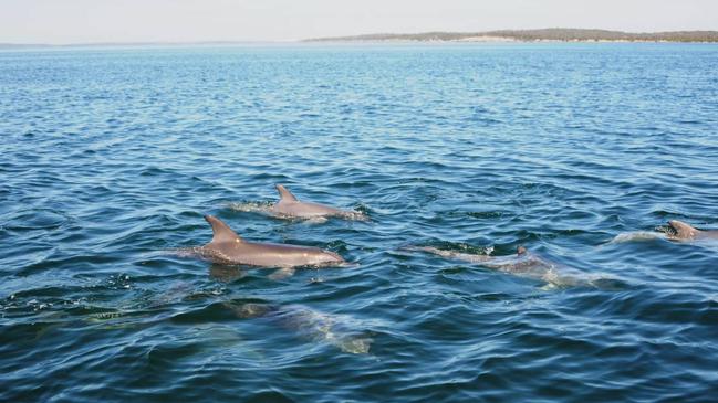 Dolphins in the Coffin Bay area. Picture: Cecilia Passadore