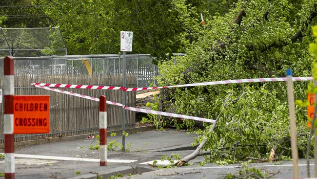 A fallen tree from Melbourne Grammar into Domain St. Picture: NCA NewsWire / Daniel Pockett