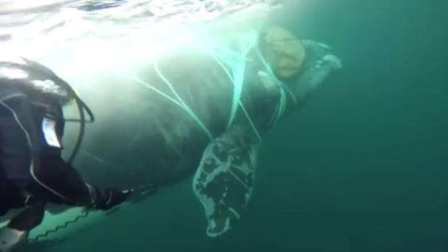 Chilean Navy Frees Whale Tangled in Fishing Net