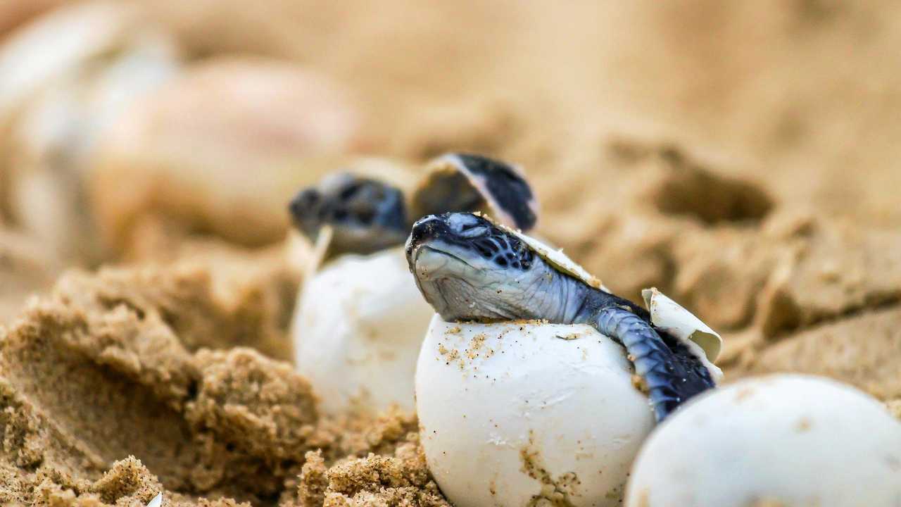 Turtle Hatchlings Rise From The Sand 