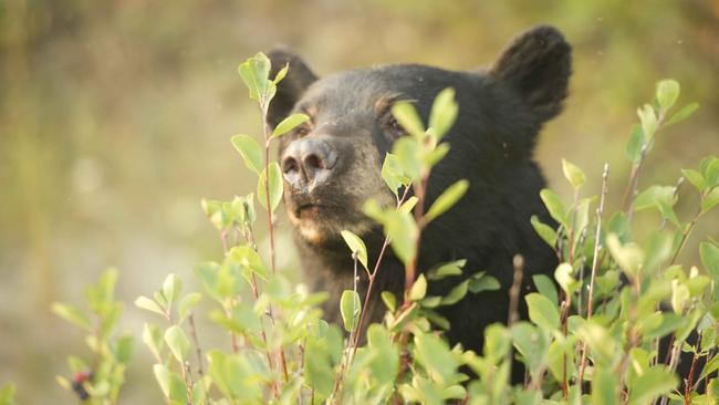 Everyone wants a glimpse of a Canadian black (or grizzly) bear. Picture: Rocky Mountaineer