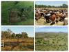 Massive $10m cattle farm at centre of horror mass shooting