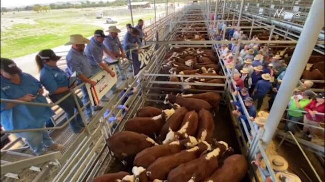 Wodonga weaner sale