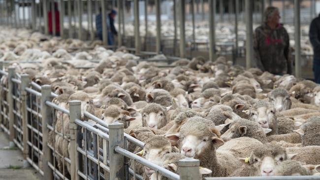 Sheep and lambs go under the hammer at Bendigo. Picture: Zoe Phillips