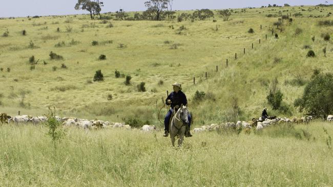 Comely Station at Bauhinia in Queensland, owned by Sterling Buntine’s Baldy Bay Pastoral.