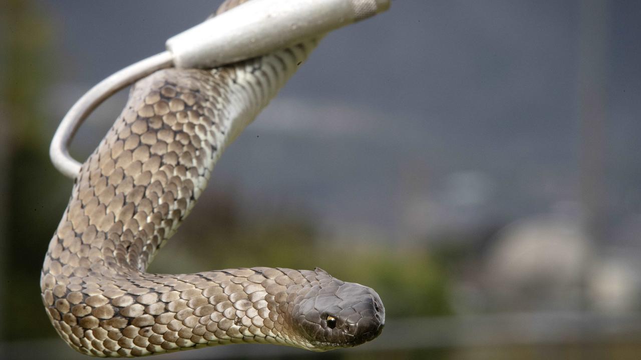 The seven-year-old boy was flown to Tamworth Hospital after his brush with the highly venomous creature. Picture: Chris Kidd