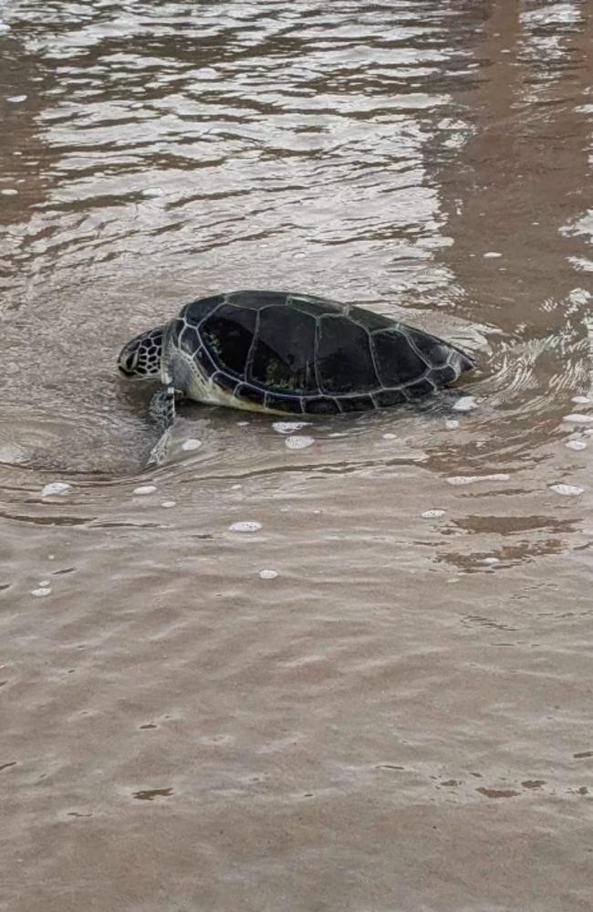 Rescued sea turtle Charlie’s takes tentative first steps toward freedom, returning to his natural habit without a hitch.