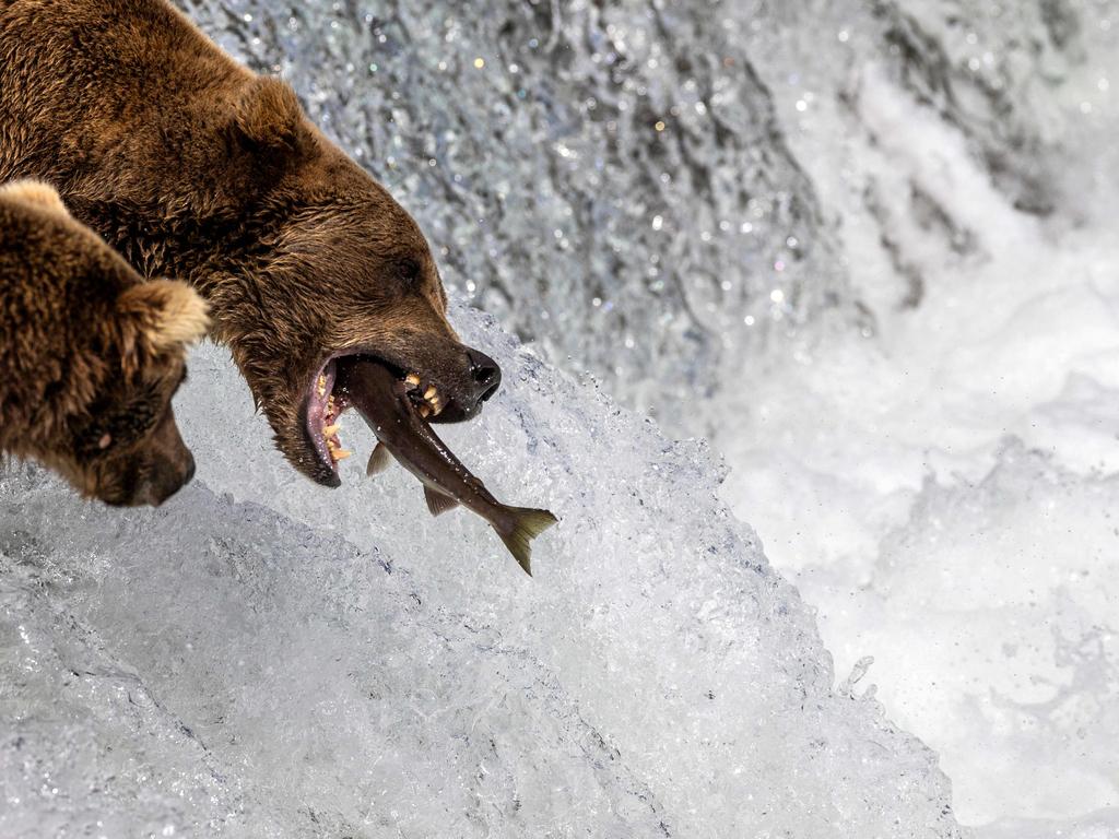 This brown bear shows form snagging a salmon while fishing at Katmai National Park and Preserve, also home to rival feeders Graze and Chunk. The bears feast in large numbers at the falls between July and September, as millions of salmon swim upstream to spawn. Picture: John Moore/Getty Images North America/AFP